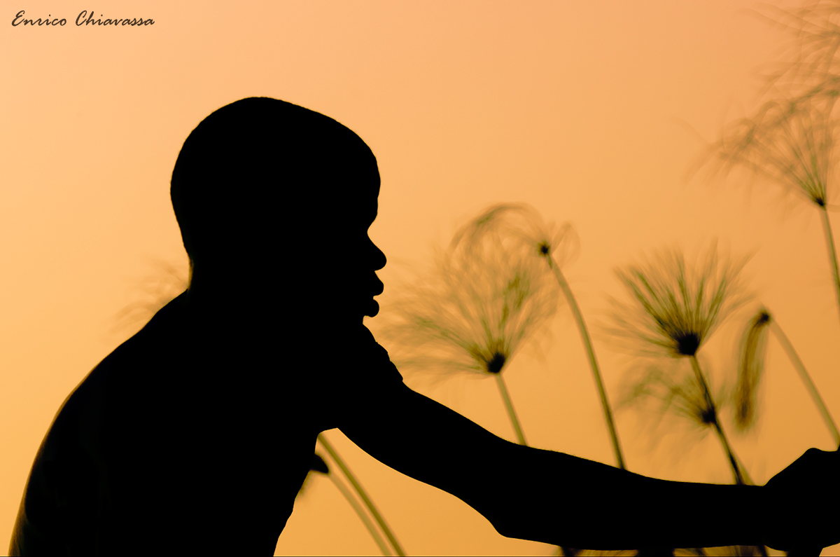 Okawango Delta: Profile of Africa with papyrus