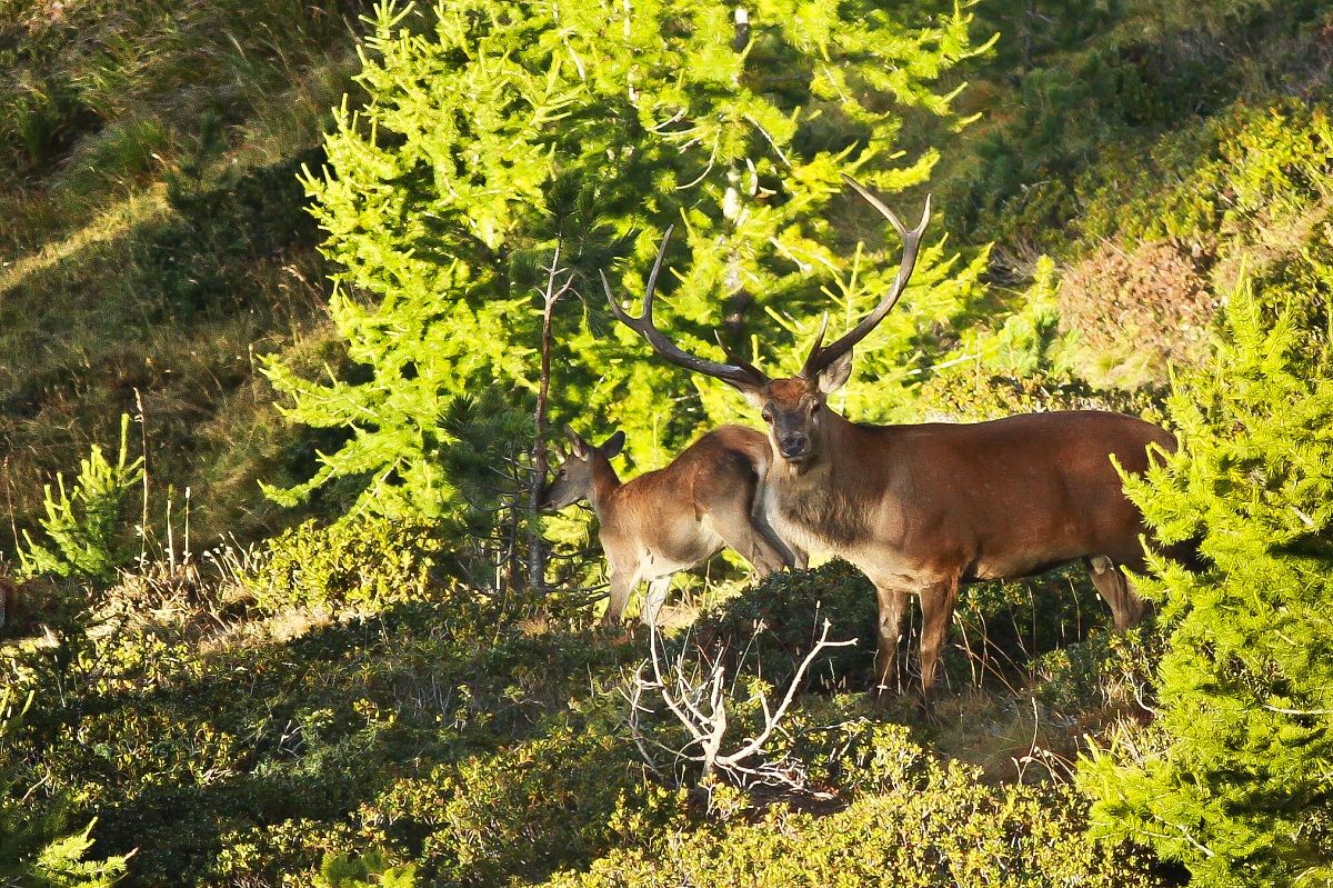 the king of the woods