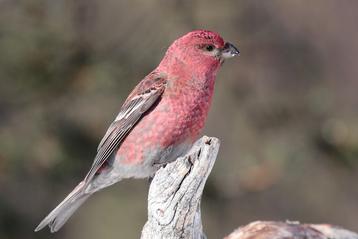 Pine Grosbeak (male)