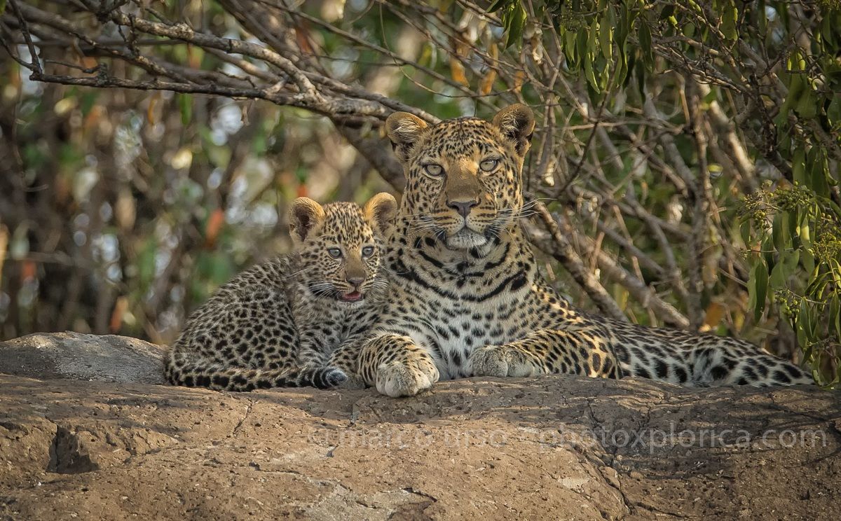 Leopard mother and cub-