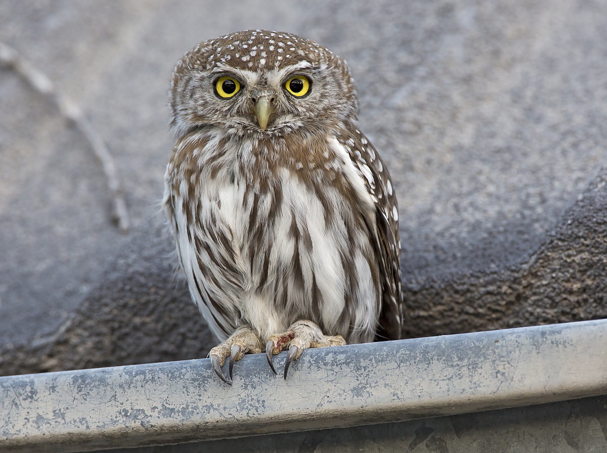 Ancora la civetta nana