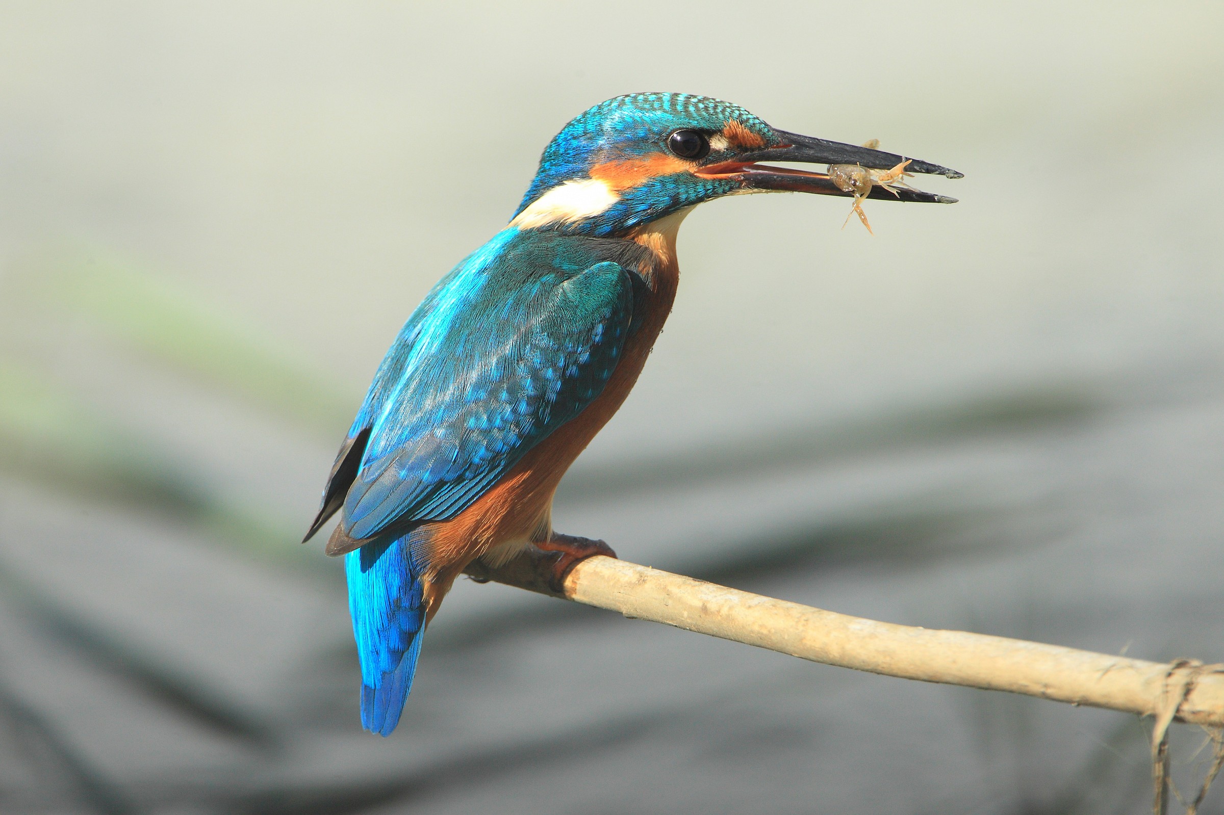 Martin and baby shrimp