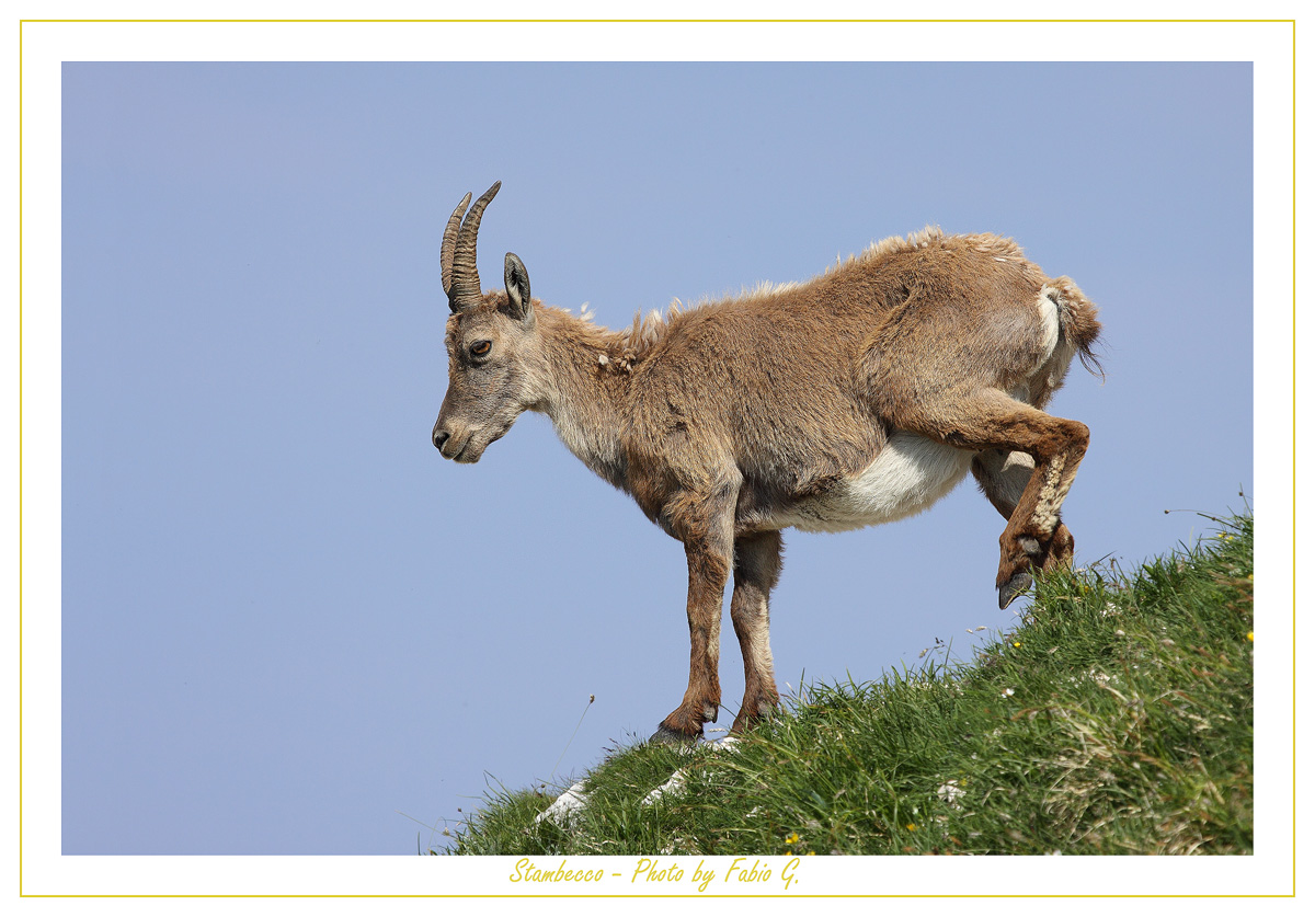 Ibex