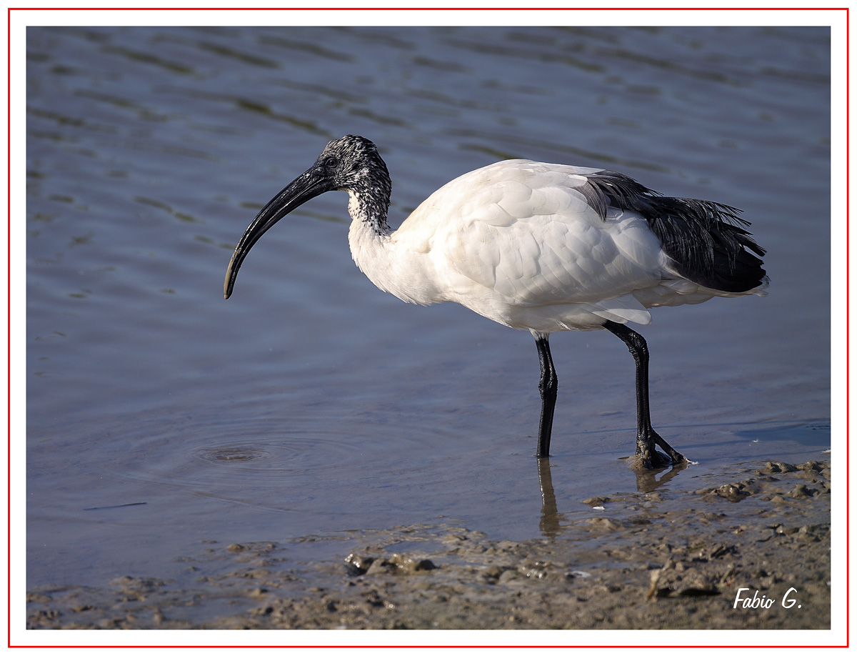 Ibis