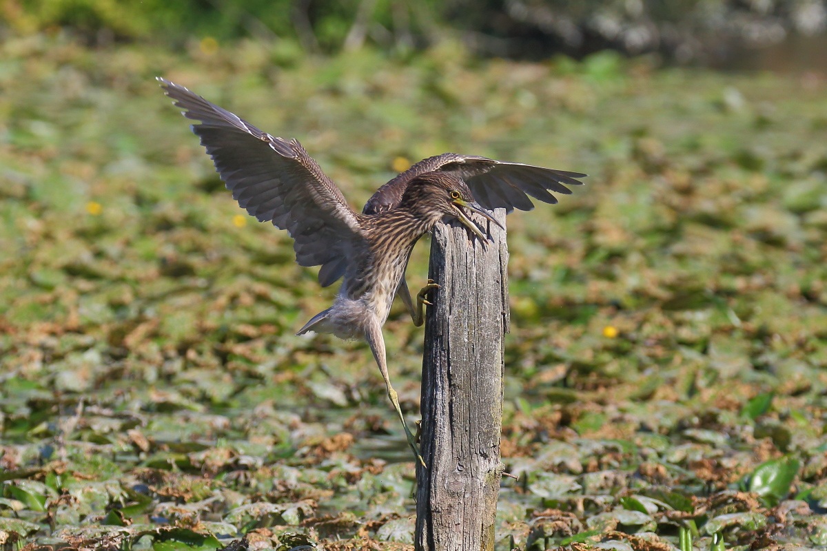 Night Heron juv.