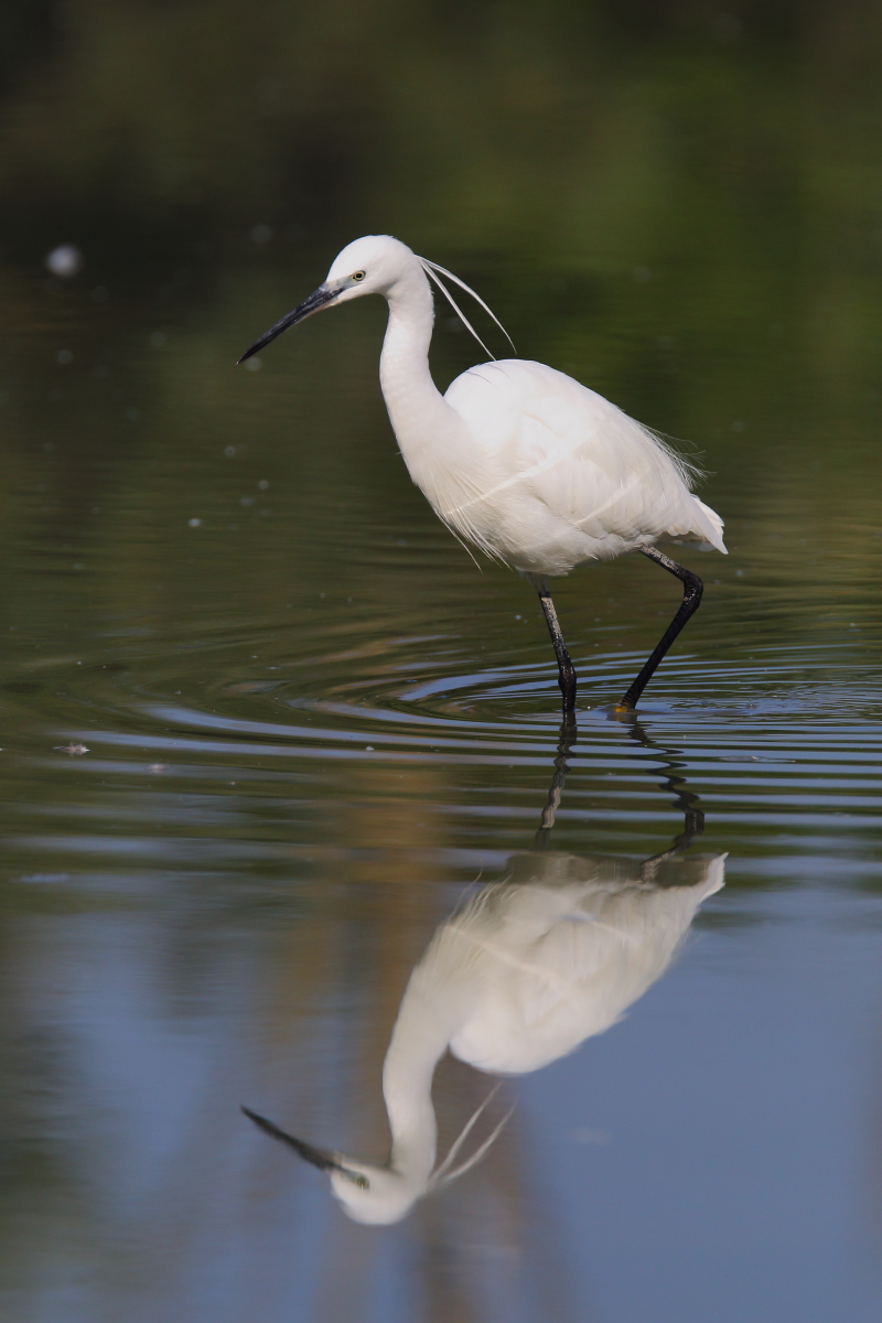 Egret
