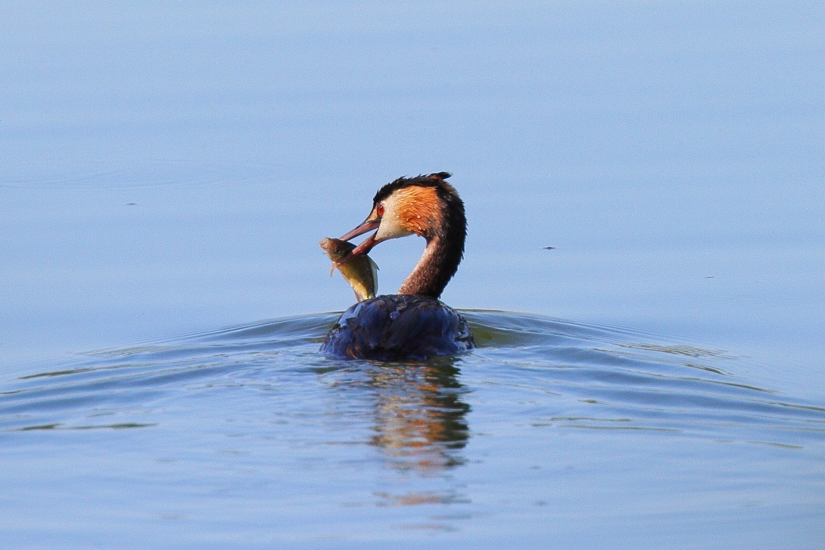 Grebe with prey