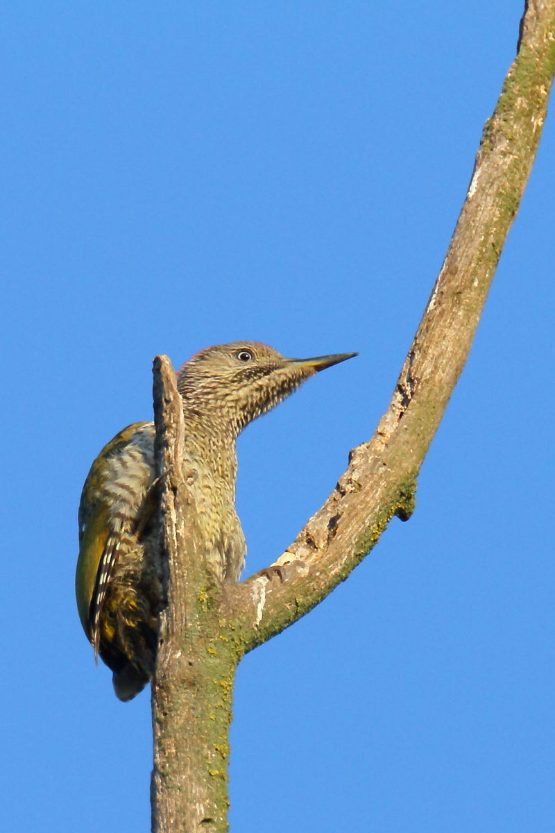 Green Woodpecker juv.