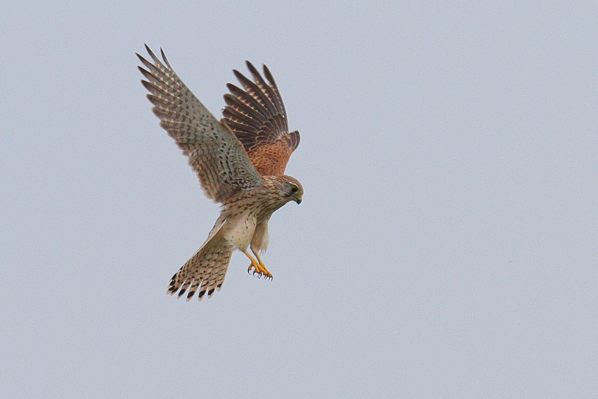 Kestrel in the holy spirit