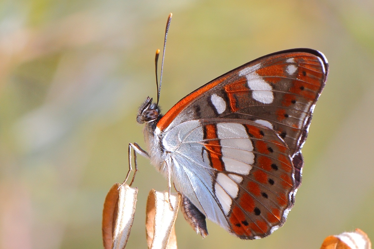 Limenitis reducta