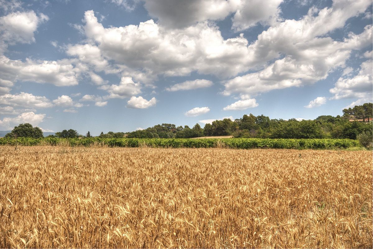 Provencal countryside