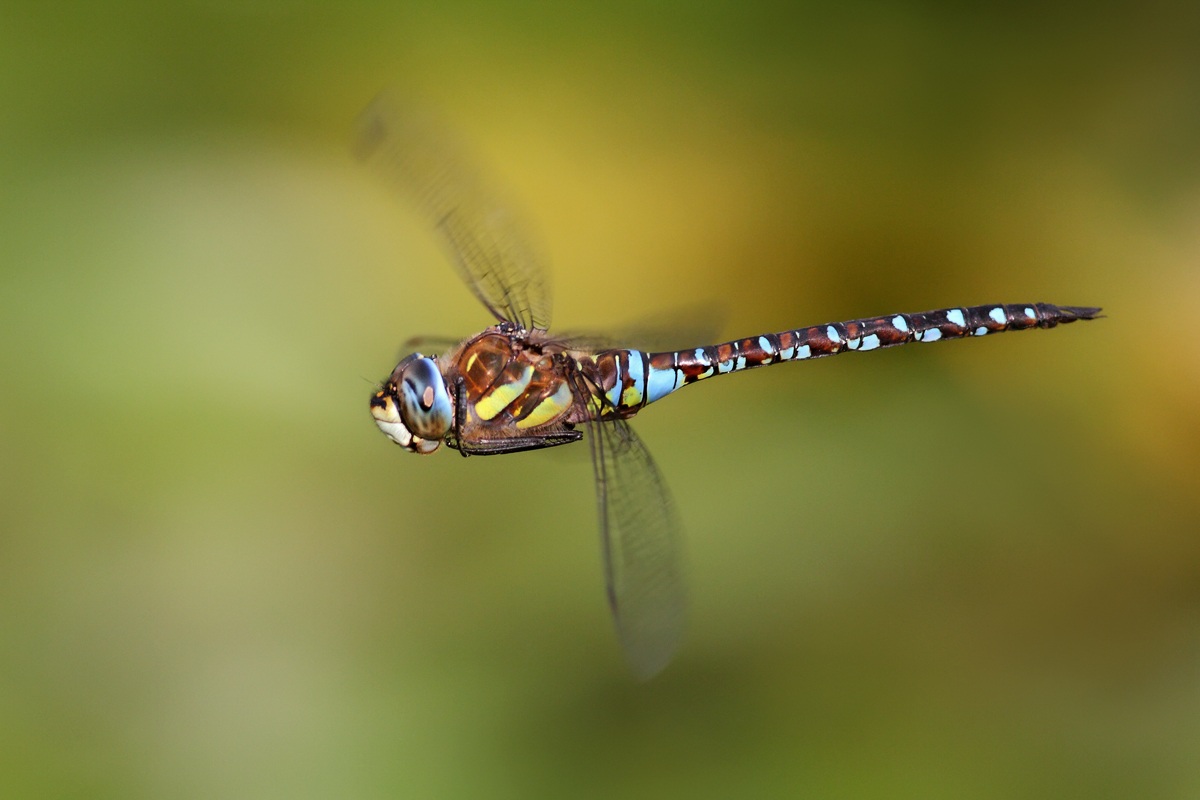 Like a drug addiction by Aeshna