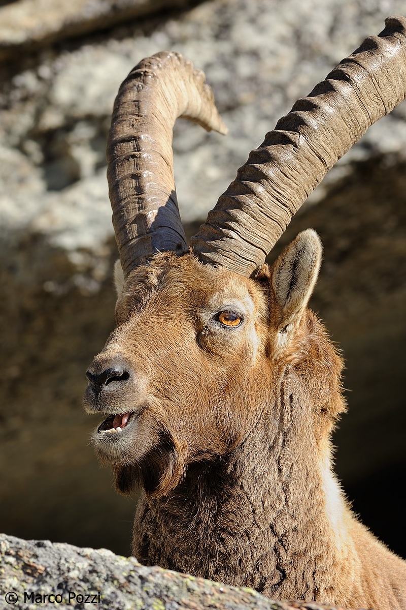 ritratto di stambecco