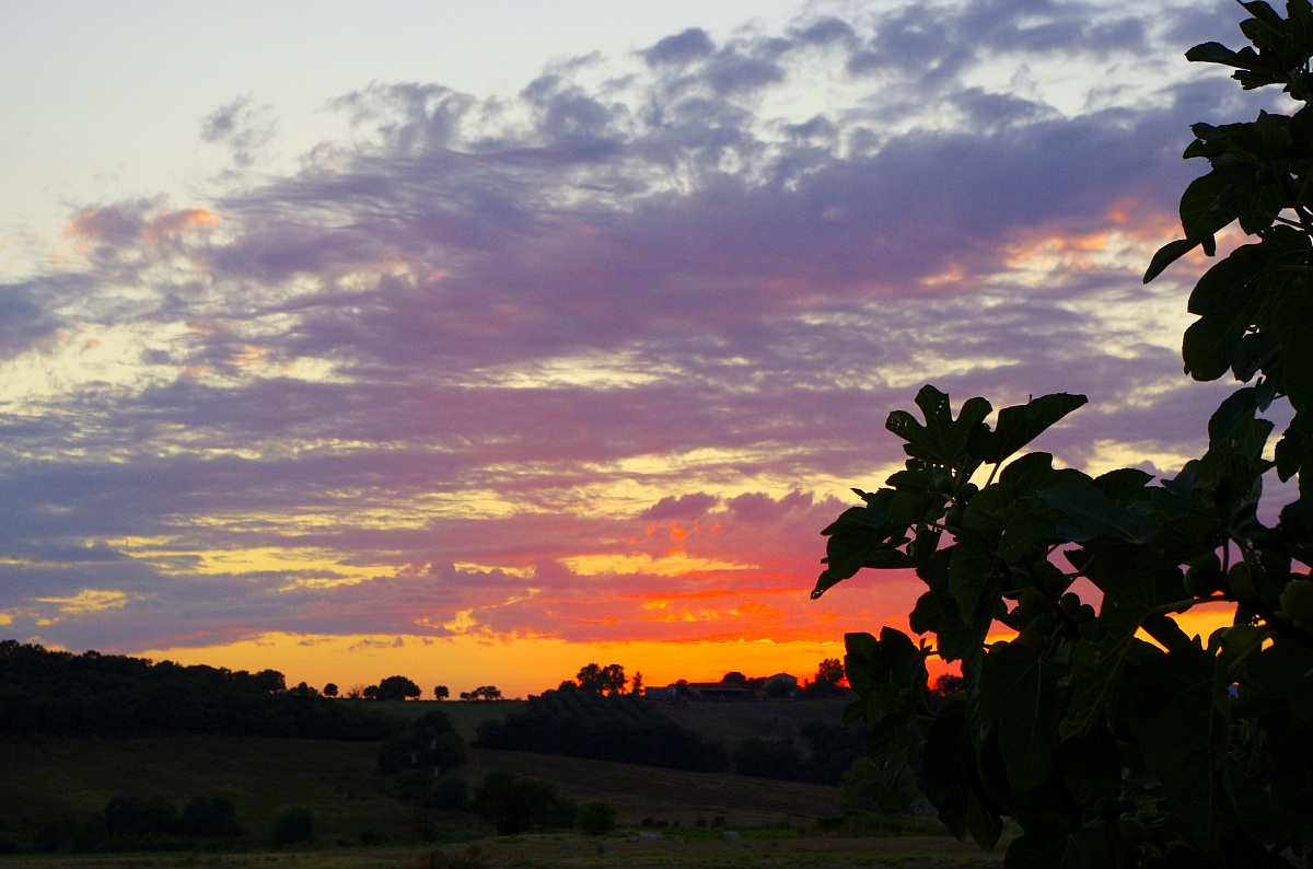 Sunset in the fen