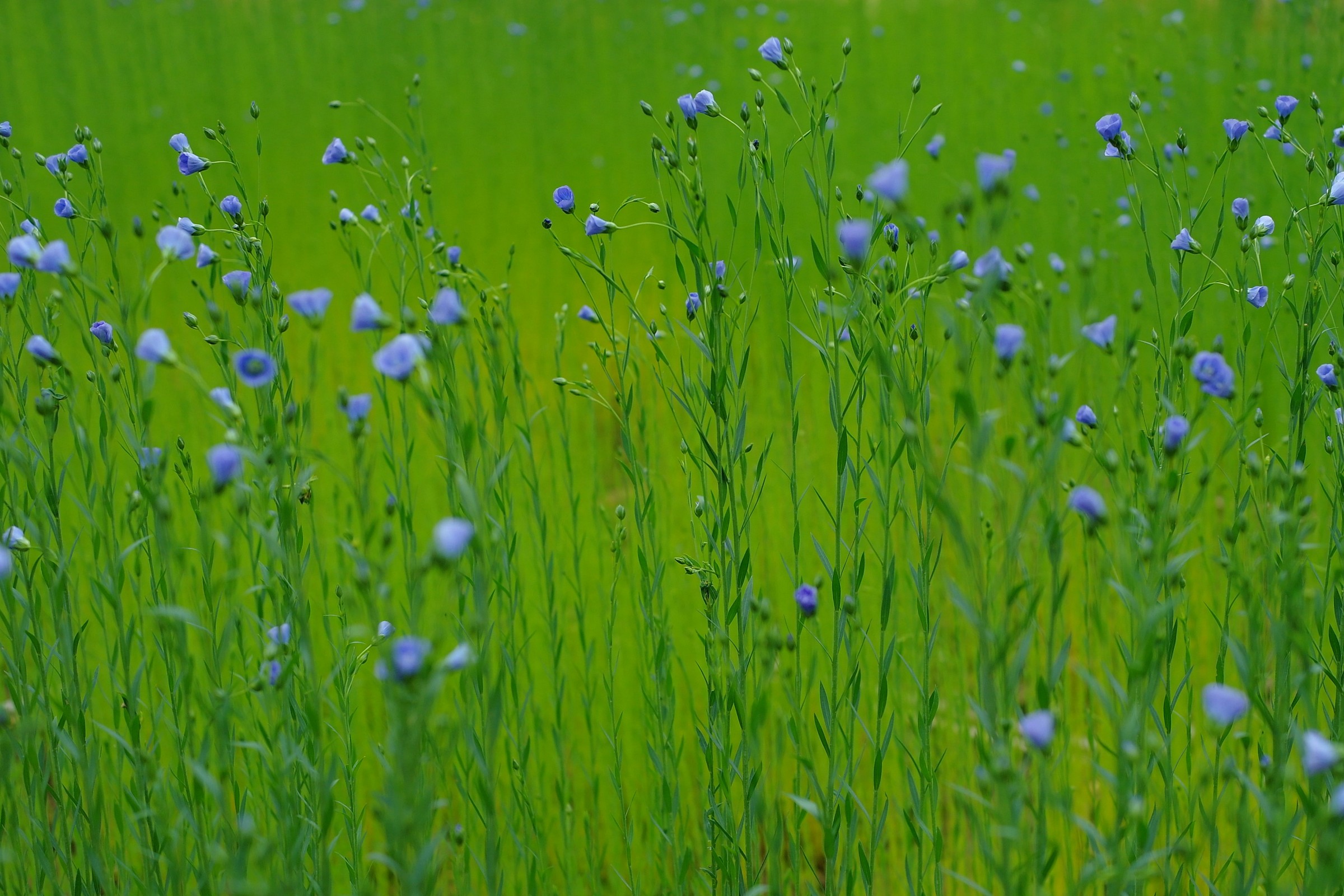Flax plants