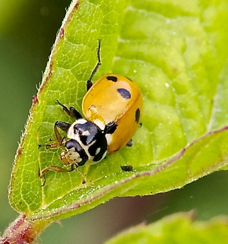 Coccinella