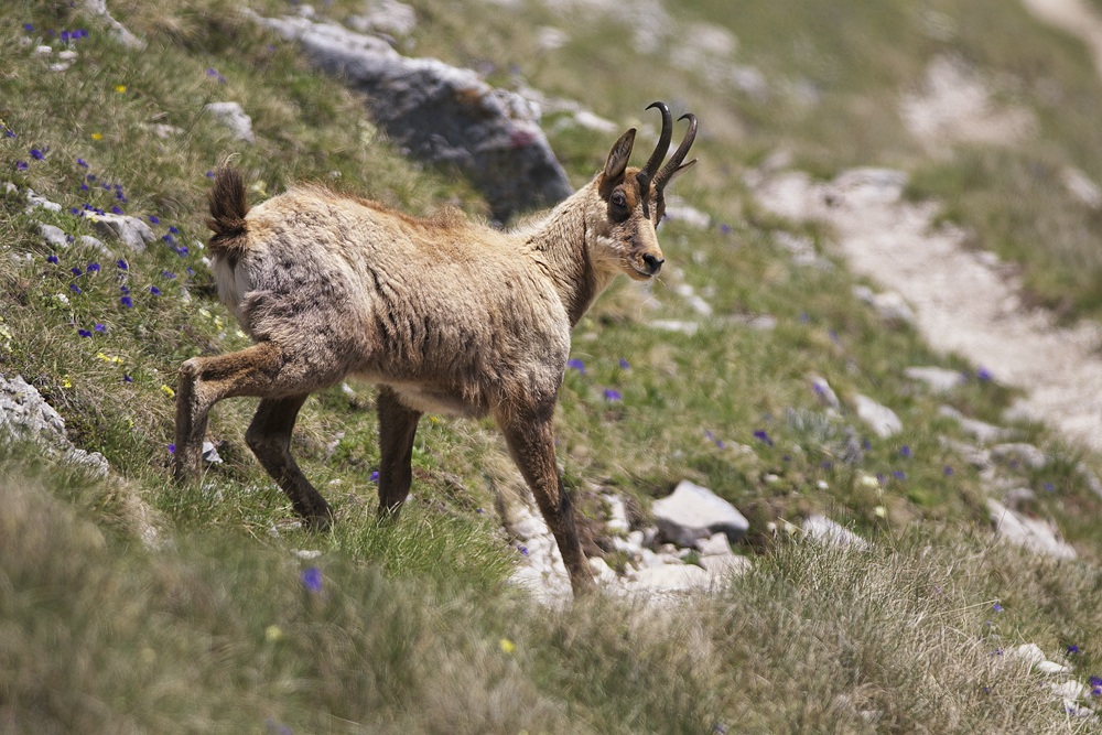 Abruzzo chamois