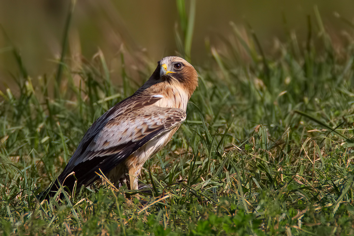 Booted Eagle in clear morphism