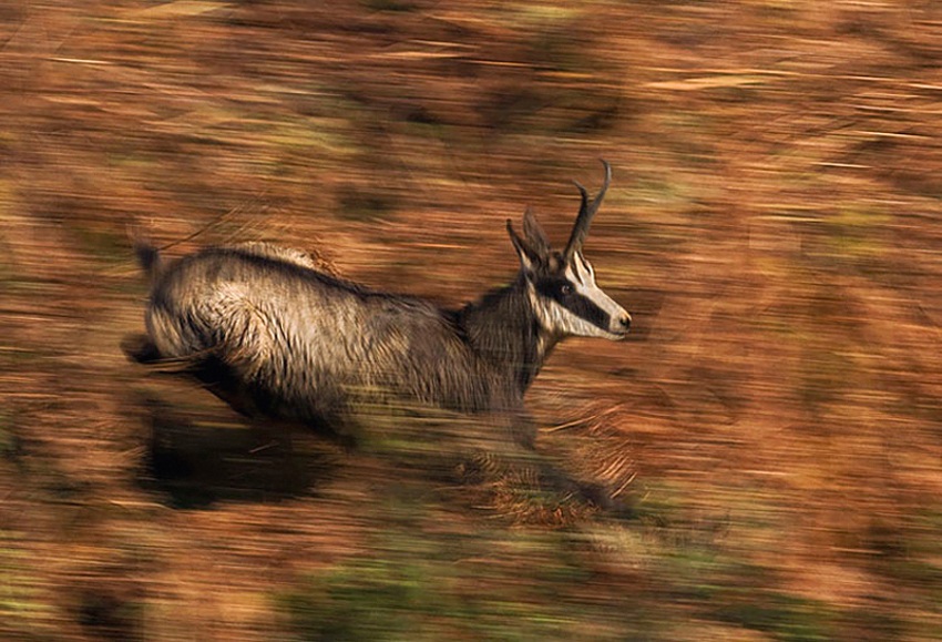 Camoscio in corsa