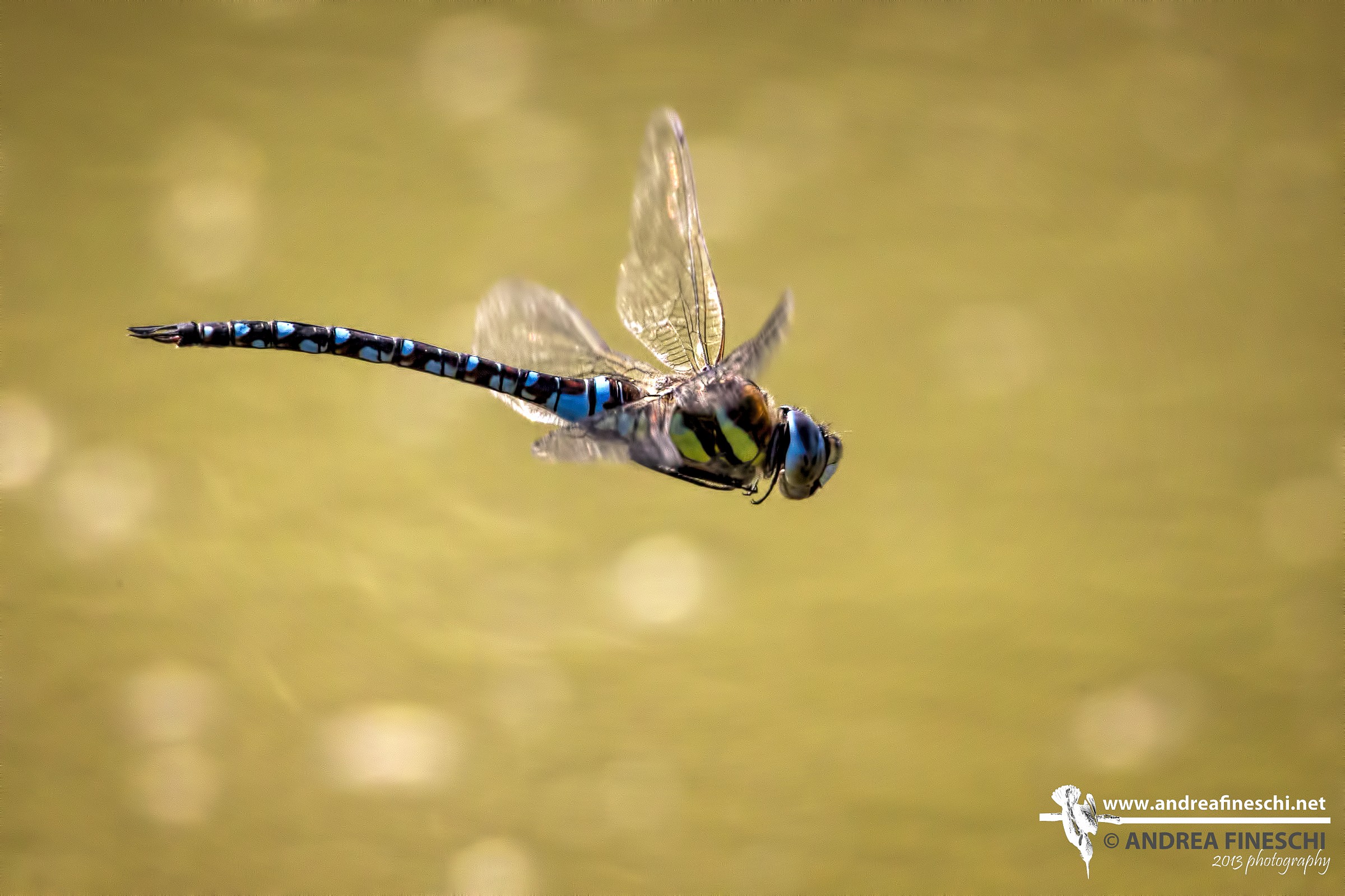 Dragonfly in flight