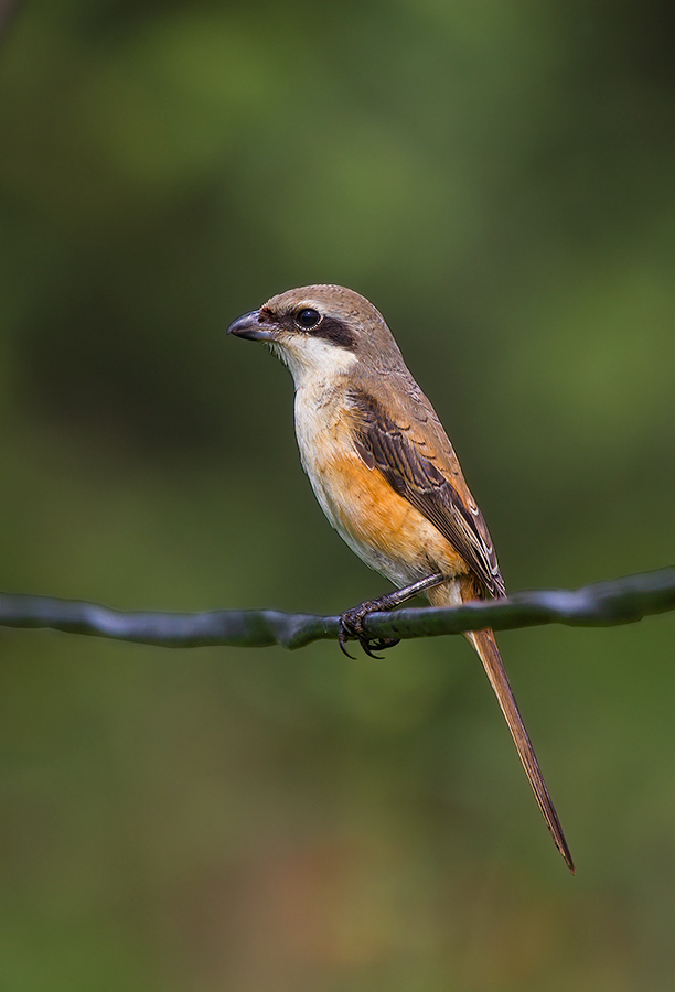 Long-tailed Shrike.