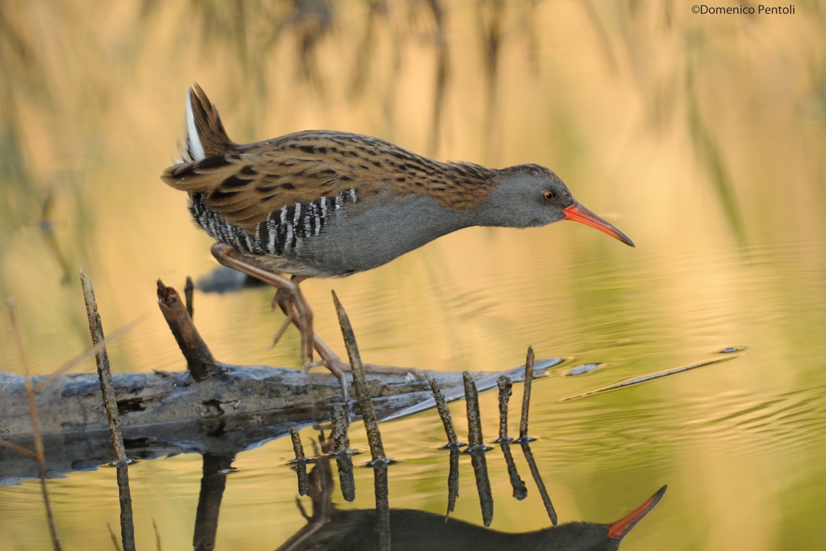 Water Rail