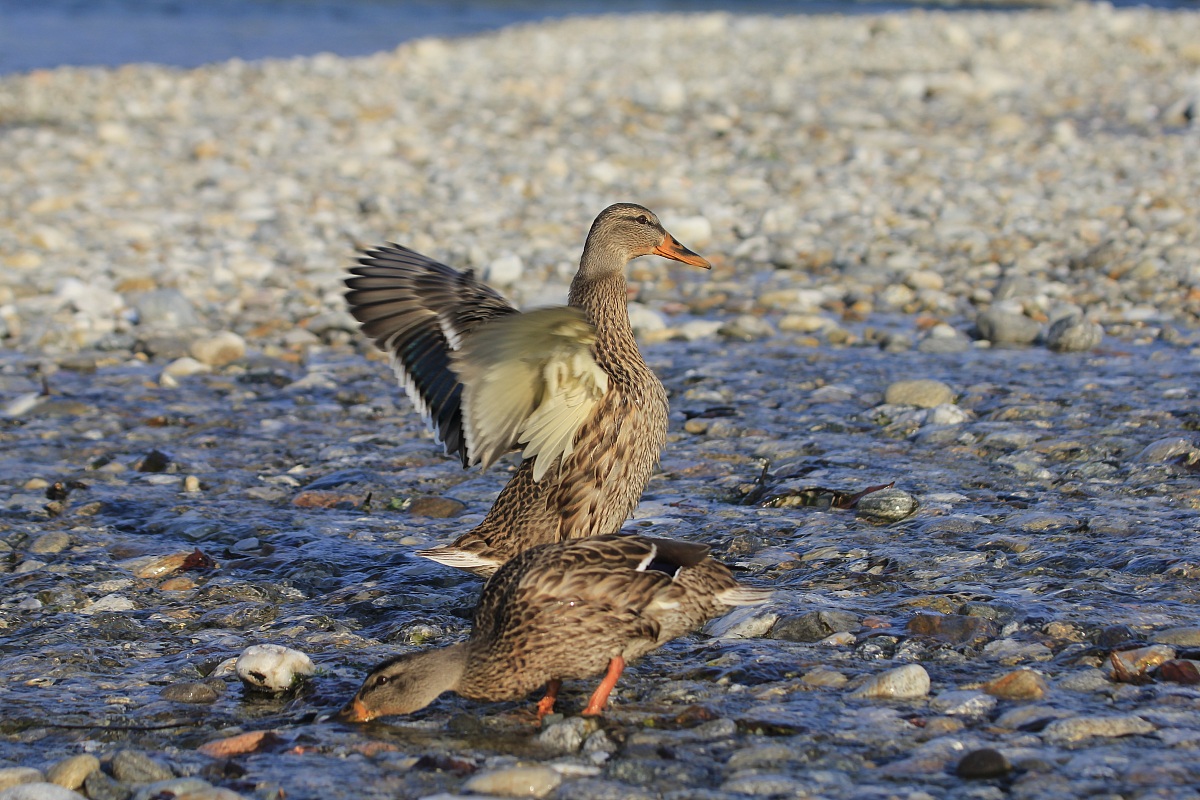 Mallard on the river ticino