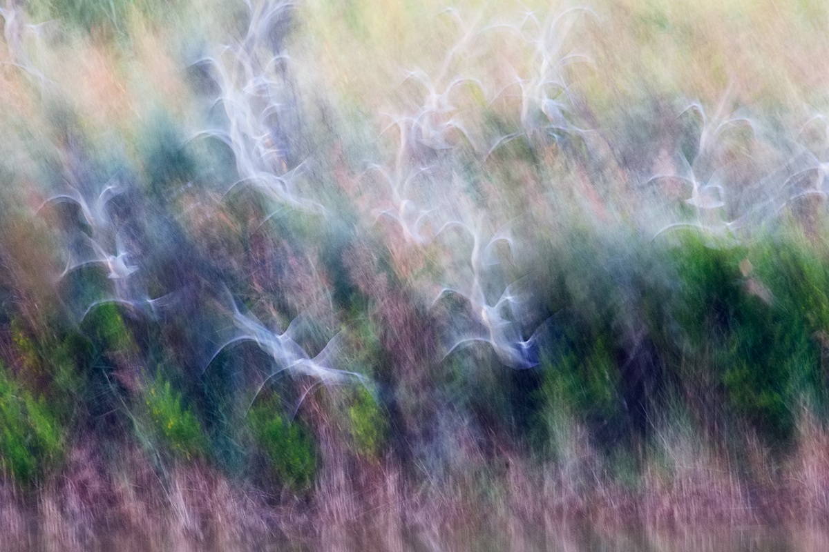 Playing with the blur (seagulls)