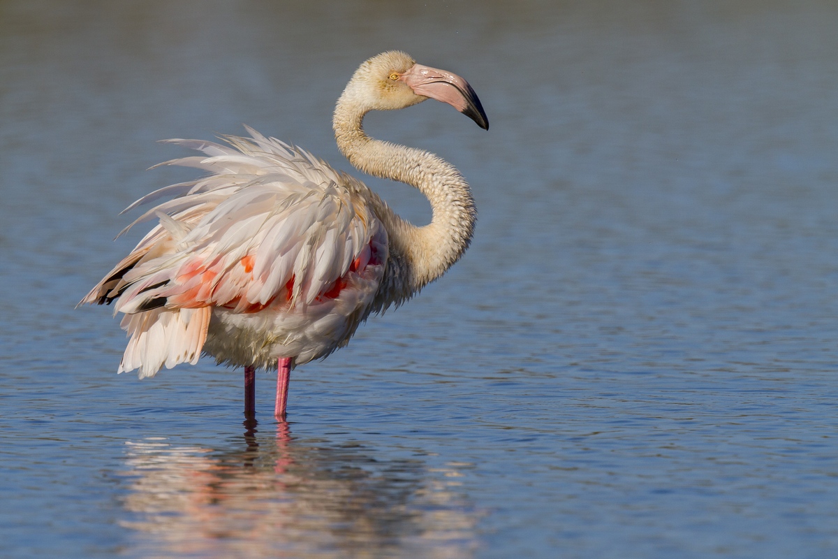 Flamingo ... a little ruffled