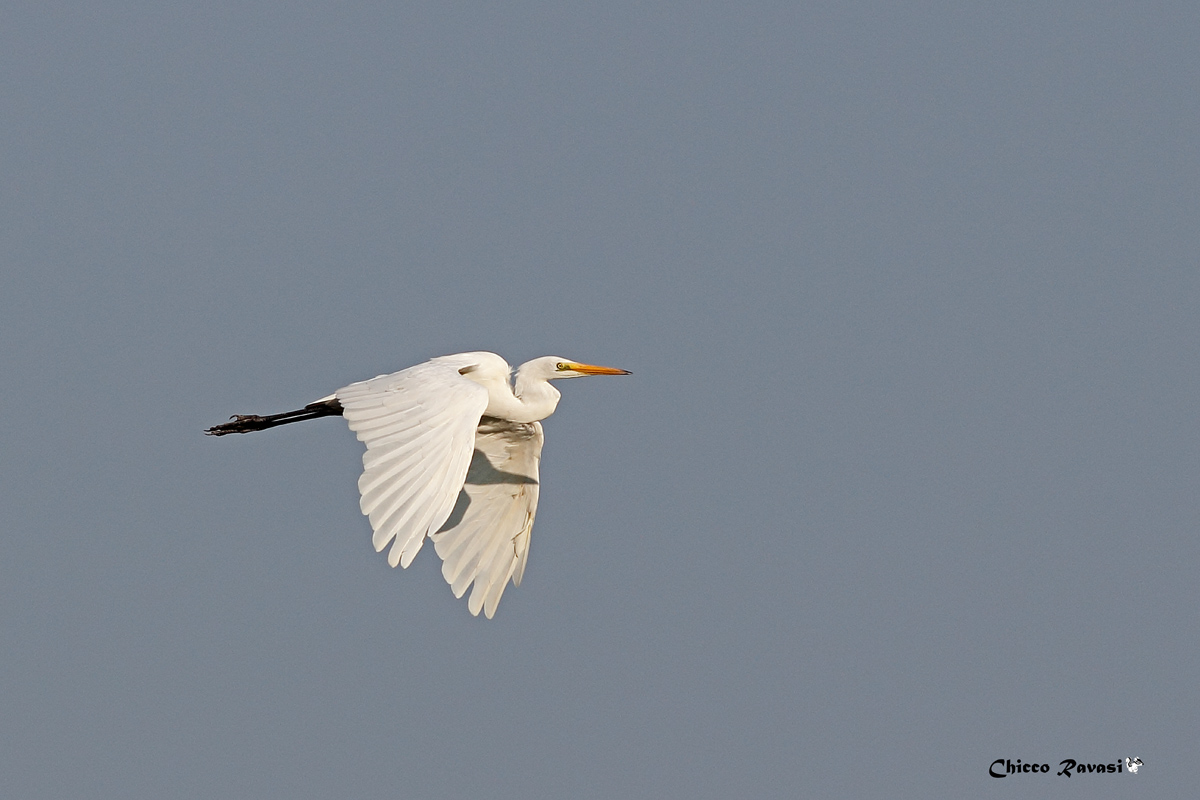 Egret in flight
