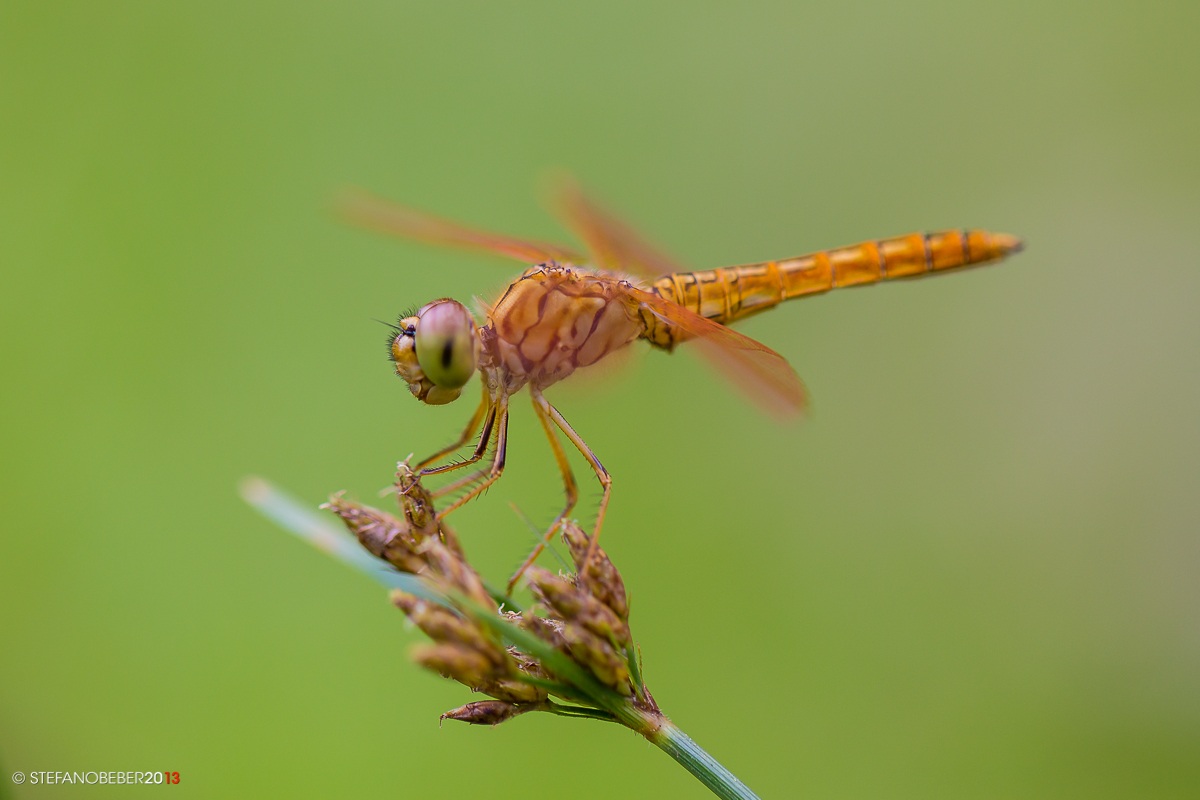 Dragonfly