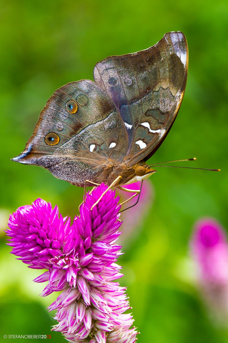 Unidentified Butterfly