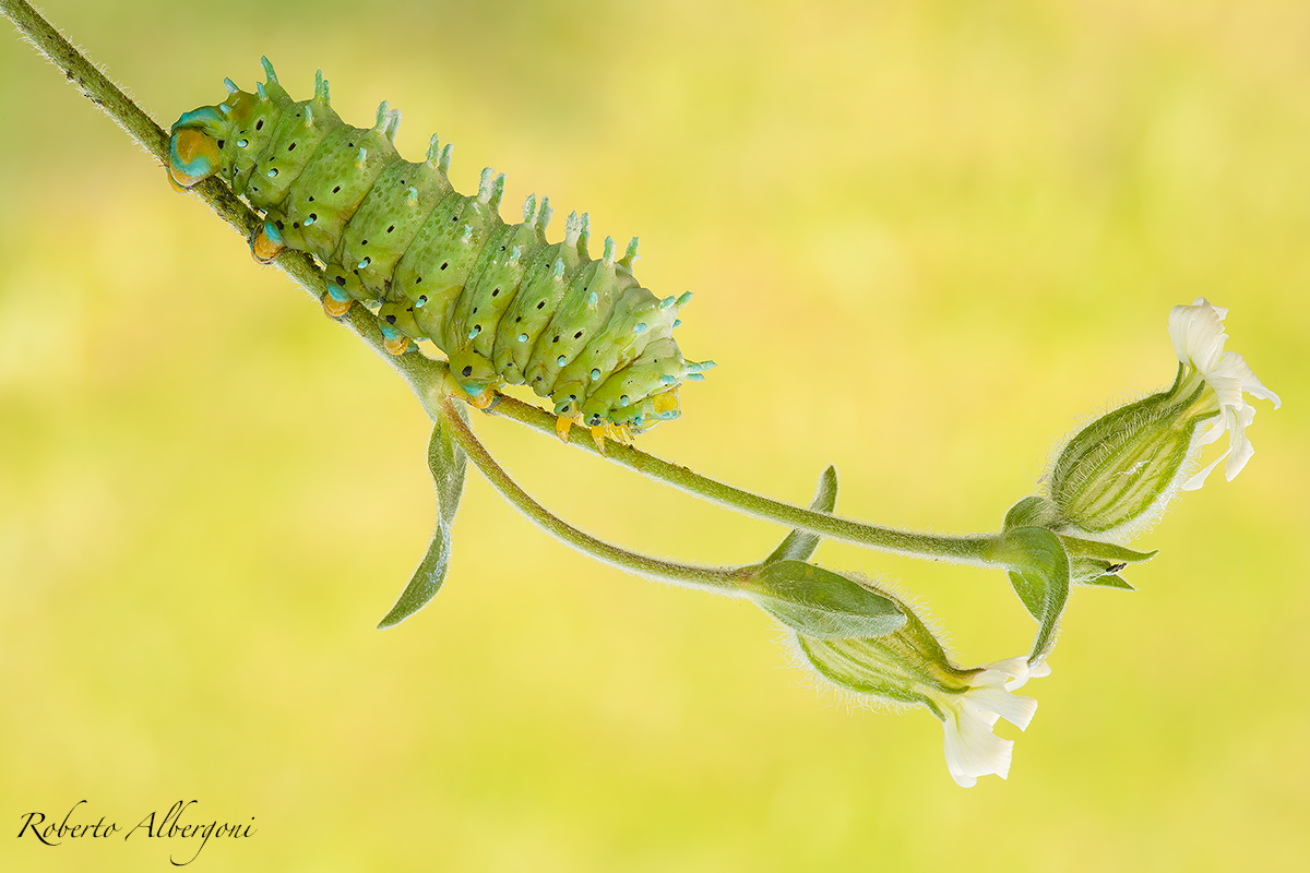 Pronti, partenza, viaaaaaaaaa