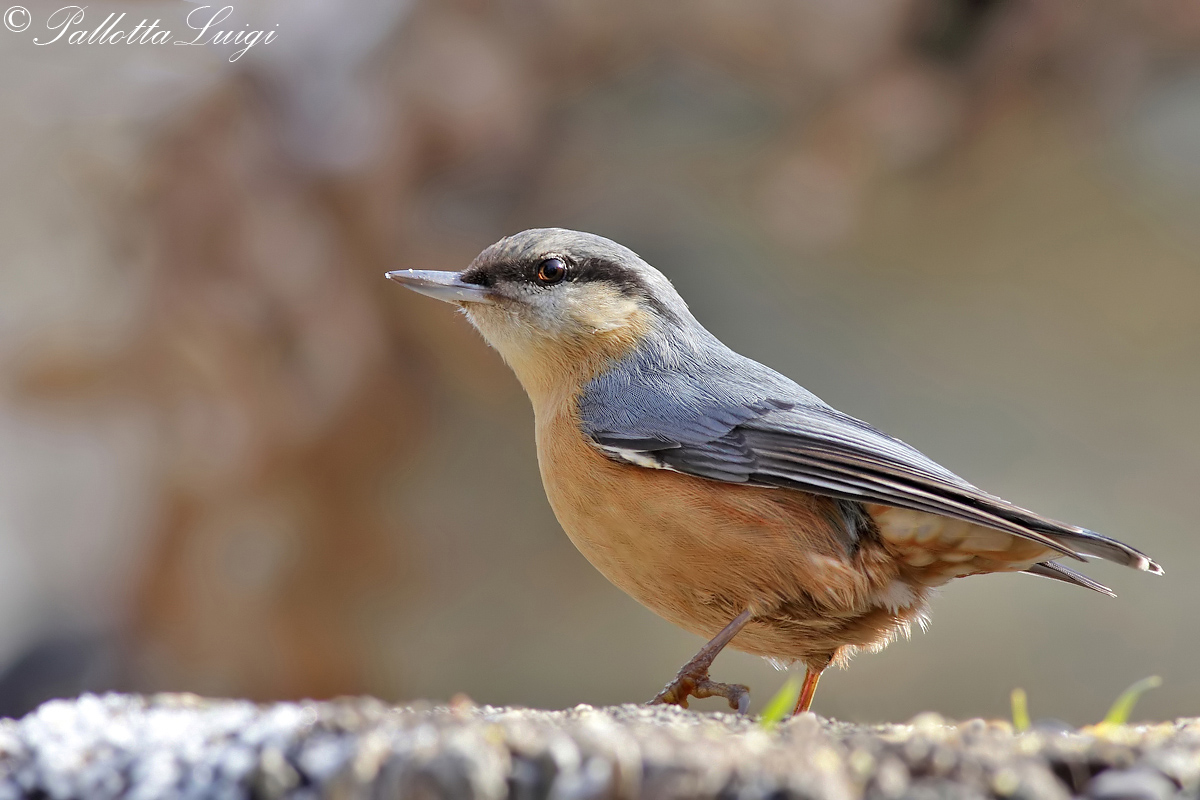 Picchio muratore (Sitta europaea)