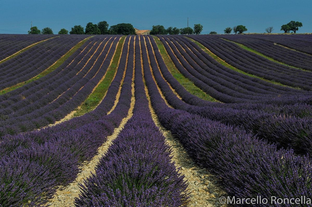 Lavender field