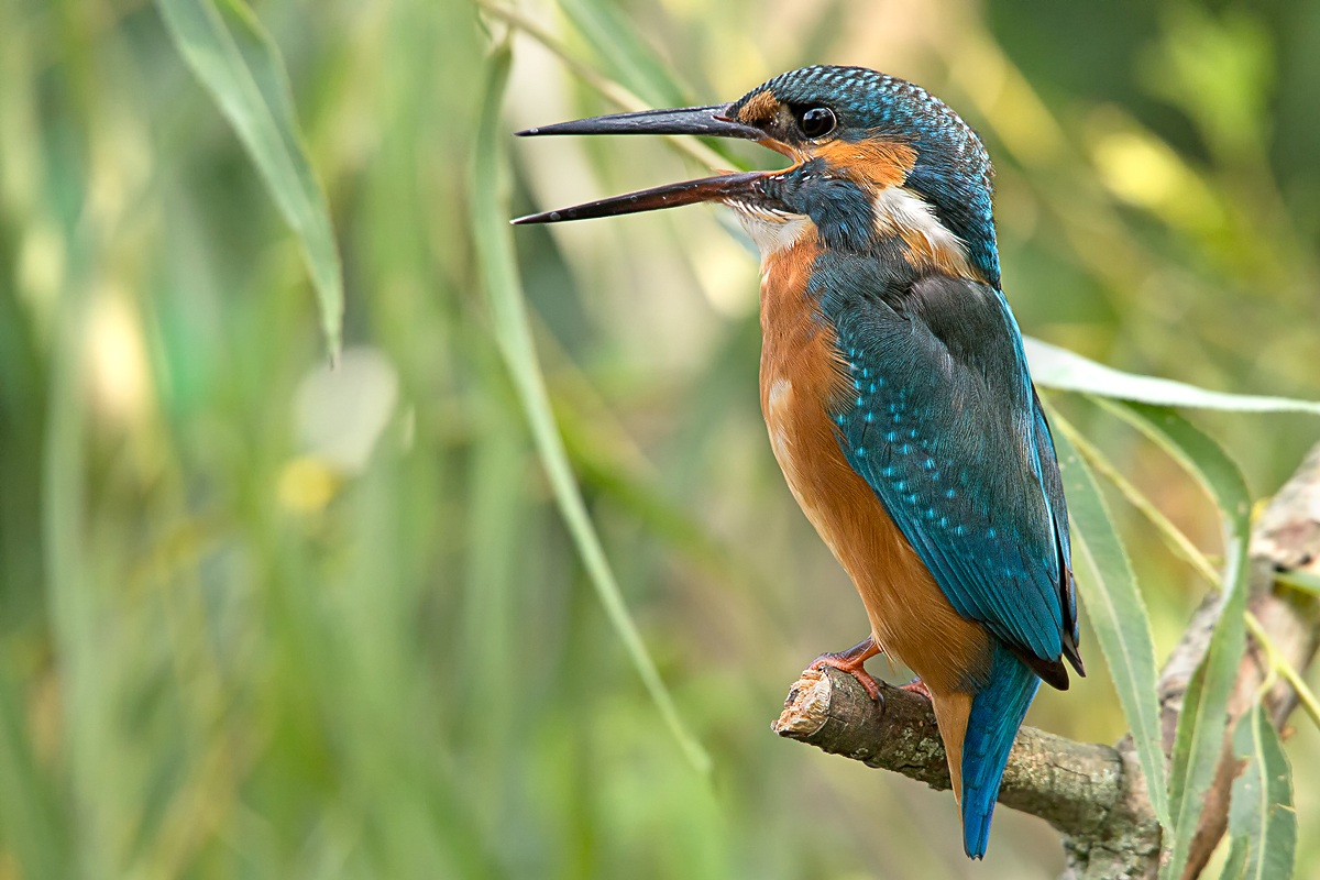 Kingfisher (Alcedo atthis)