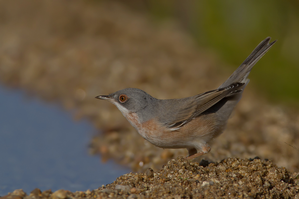 subalpine warbler