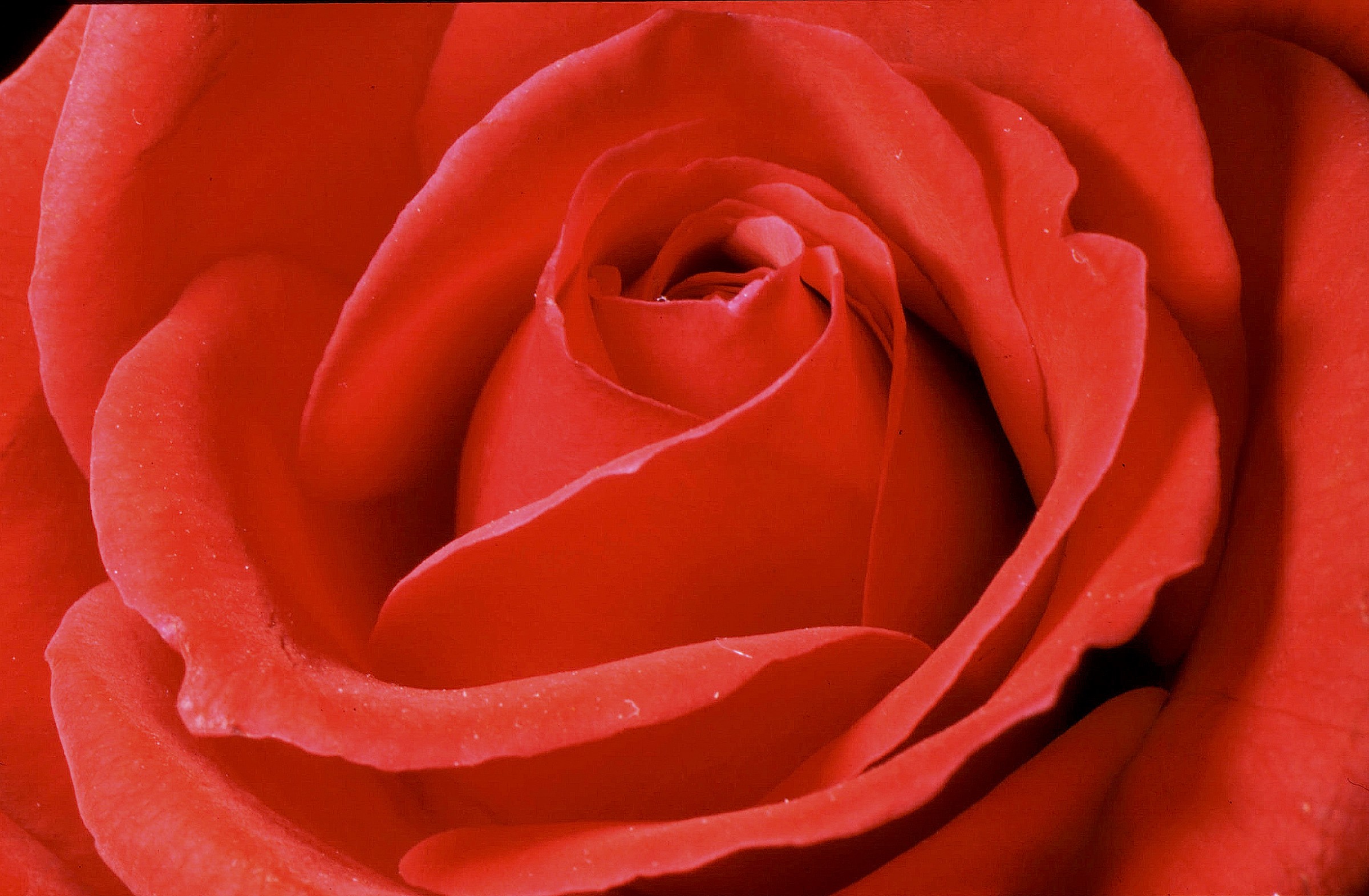 Nel cuore della rosa - 1983