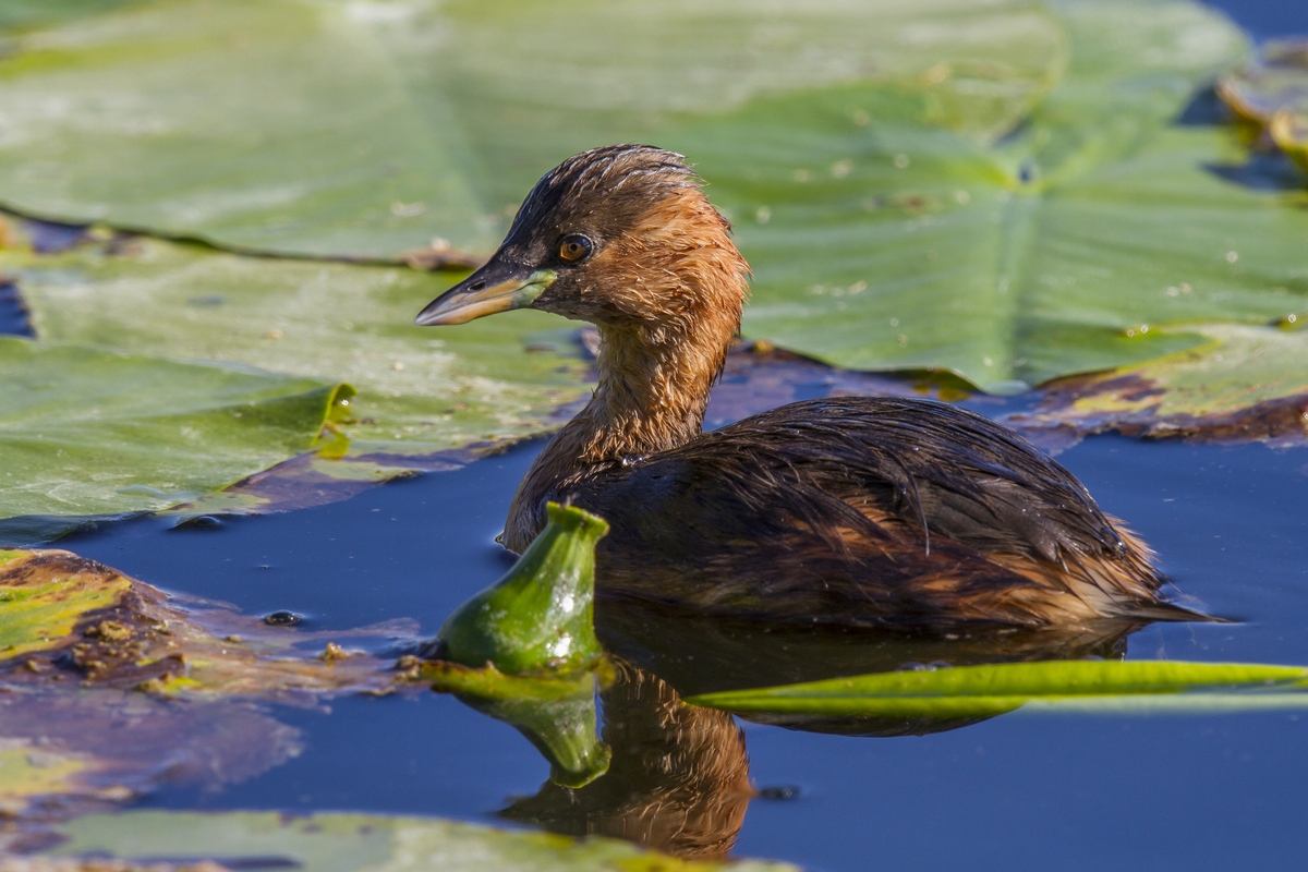 Little Grebe