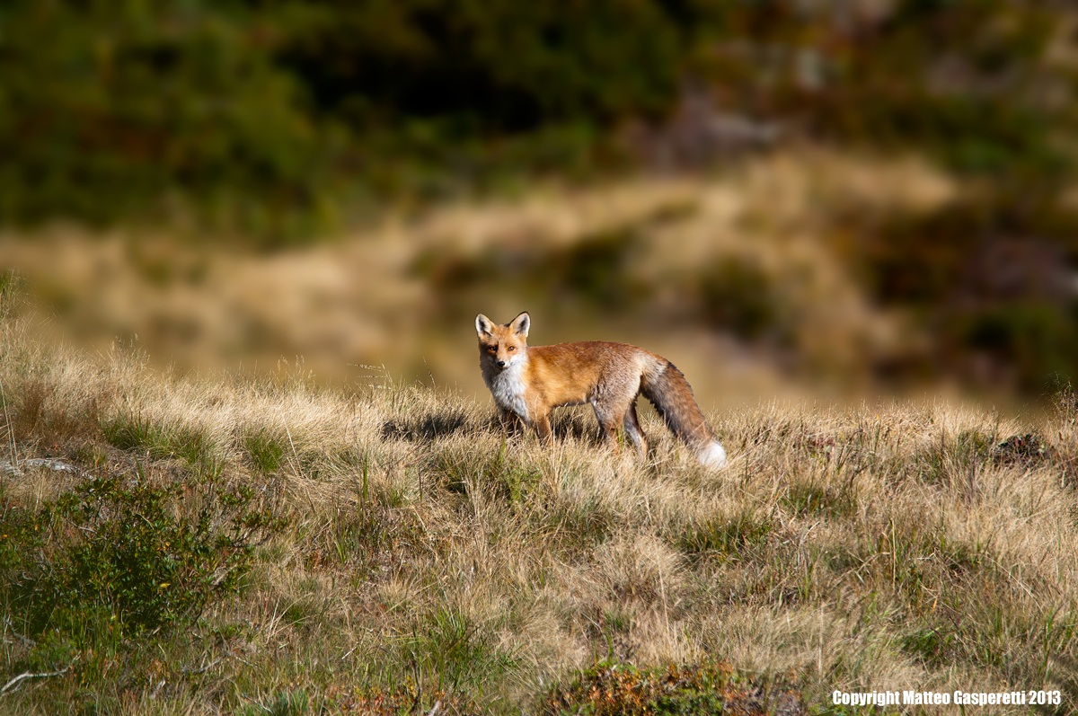 Fox (Vulpes vulpes)