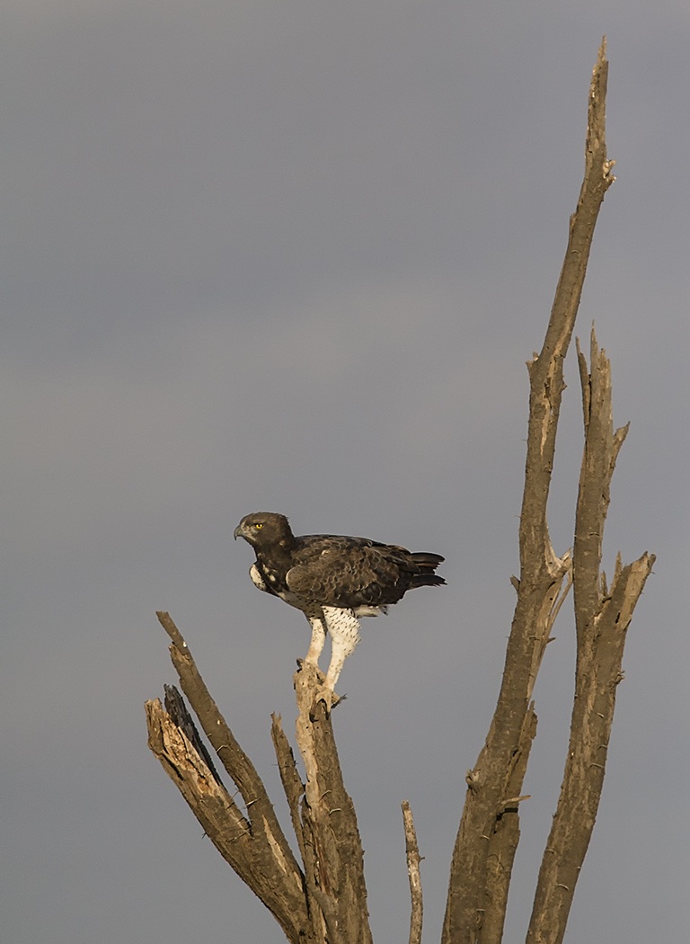 Martial Eagle