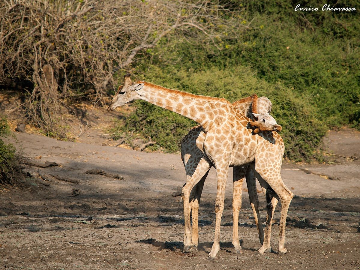 Giraffe: scontro tra giganti