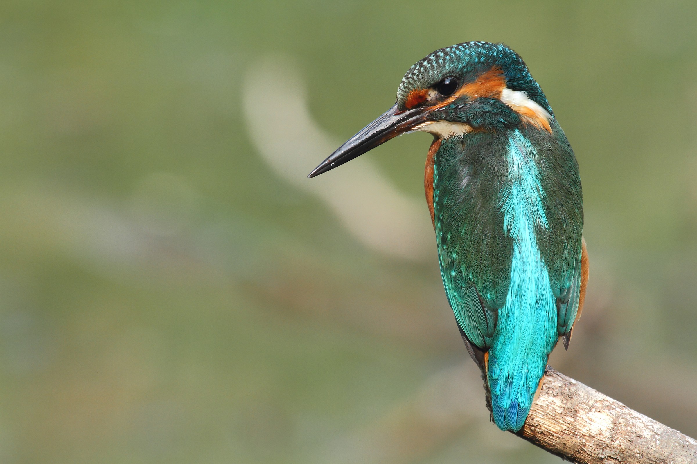 le spalle del martino