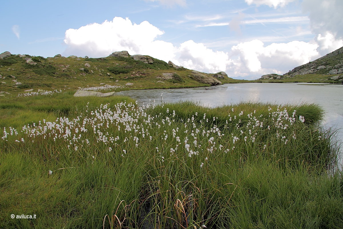 Ponds on the Lagorai