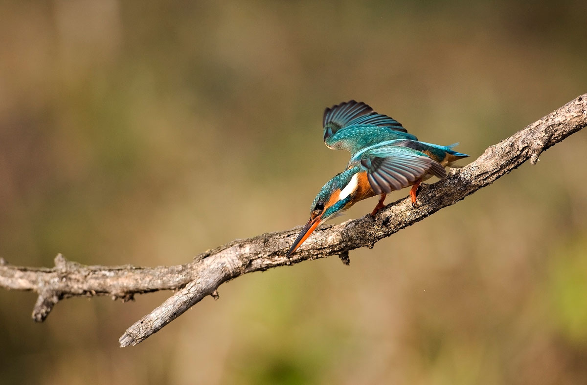 Alcedo