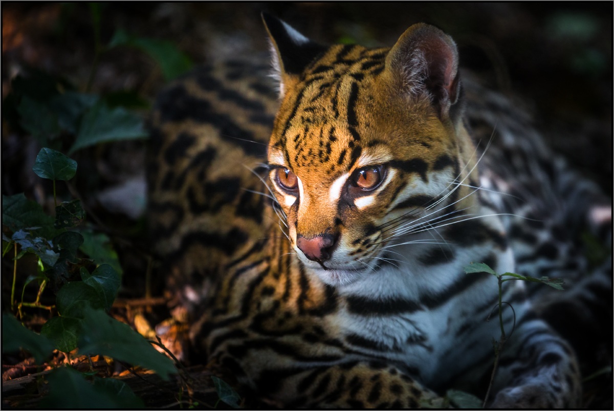 Ocelot