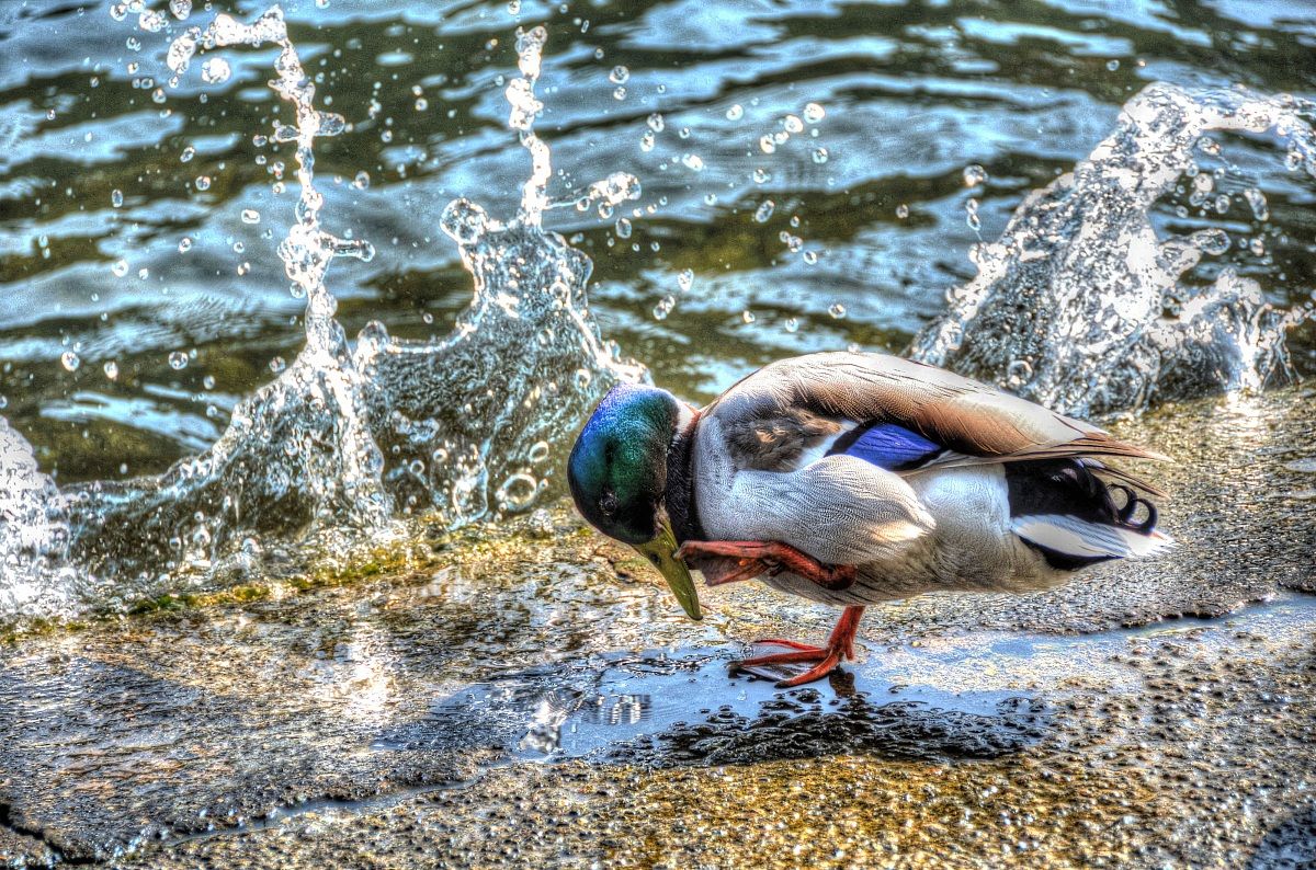 Germano Reale - Wild Duck (Anas platyrhynchos)