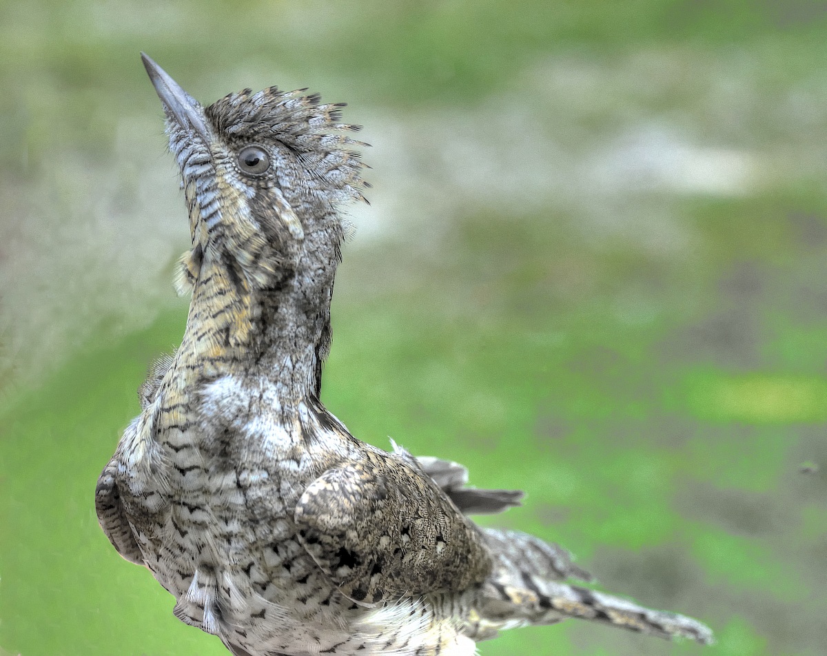 Torcicollo - Eurasian Wryneck (Jynx torquilla)