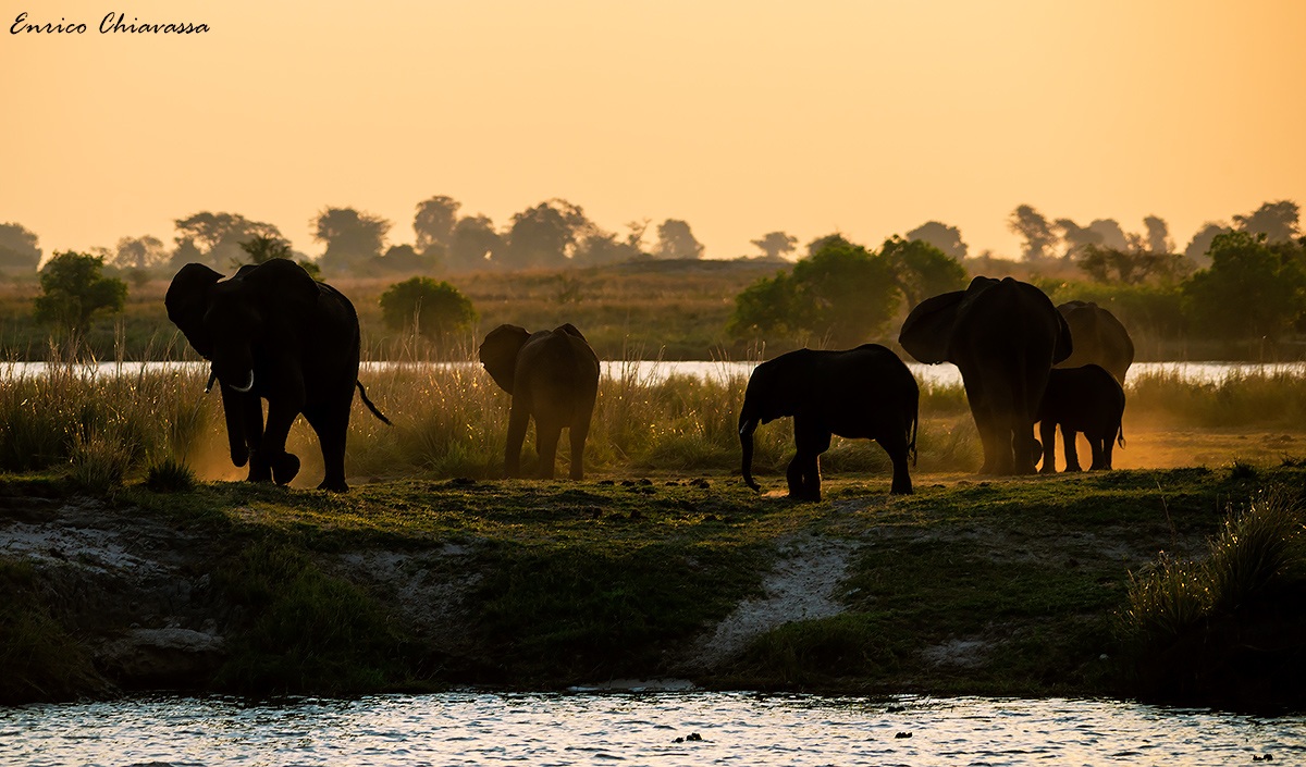 Elefanti al Chobe