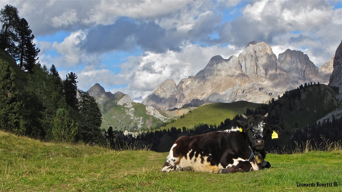 Mucche modelle davanti a un Gran vernel